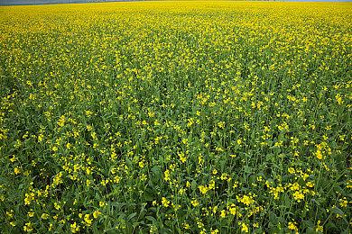 《影之刃：零》1月22日发全新Boss战 展示冷兵器战斗